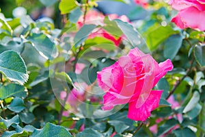 Rose Flower Hojun at Kyu-Furukawa Gardens in Tokyo, Japan