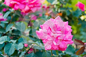 Rose Flower Hojun at Kyu-Furukawa Gardens in Tokyo, Japan