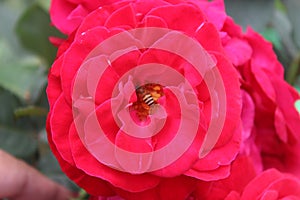 A rose flower with a honey bee inside sucking nectar.