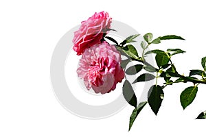Rose flower of hybrid Amulett, Tantau 1991 with leaves and thorns on white background photo