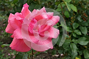 Rose flower of hybrid Queen Of Elisabeth