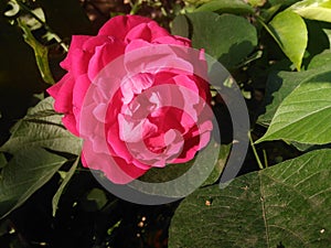 Rose Flower Image