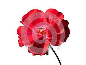 Rose Flower Isolated