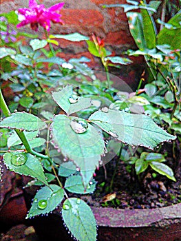 Rose flower leef in rani seson