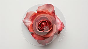 Rose flower on light background. Insertion space