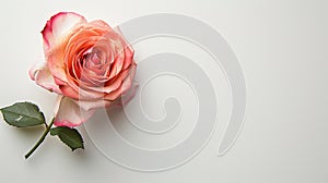 Rose flower on light background. Insertion space