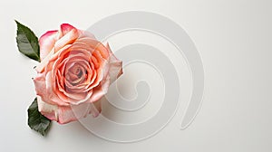 Rose flower on light background. Insertion space