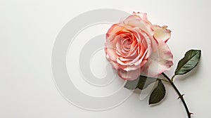Rose flower on light background. Insertion space