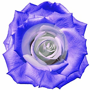 Rose flower light blue. Flower isolated on a white background. No shadows with clipping path. Close-up.