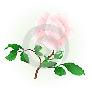 Rose flower light pink twig with leaves and bud nature background vintage vector editable illustration