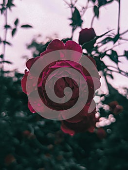 Rose flower lightroom rainyday photo