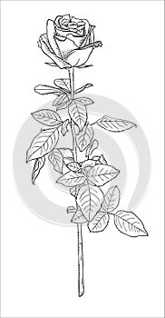 rose flower long stem with leaves vector sketch illustration