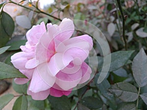 Rose flower looks beautiful in botanical garden