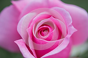 Rose flower macro closeup