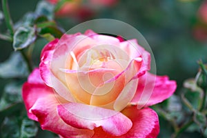 Rose flower macro. pink and yellow rose flower closeup. High quality natural background. Beautiful background