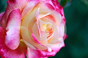 Rose flower macro. pink and yellow rose flower closeup. High quality natural background. Beautiful background