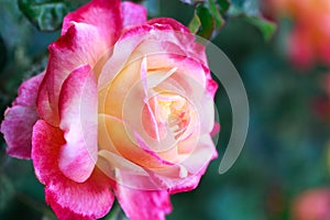 Rose flower macro. pink and yellow rose flower closeup. High quality natural background. Beautiful background