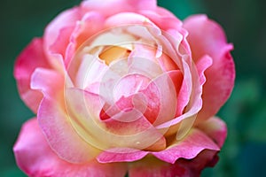 Rose flower macro. pink and yellow rose flower closeup. High quality natural background. Beautiful background