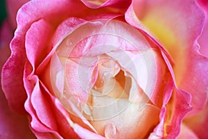 Rose flower macro. pink and yellow rose flower closeup. High quality natural background. Beautiful background