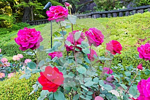 Rose Flower Mister Lincoin at Kyu-Furukawa Gardens in Tokyo, Japan