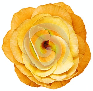 Rose flower orange. Flower isolated on  white   background. No shadows with clipping path. Close-up.