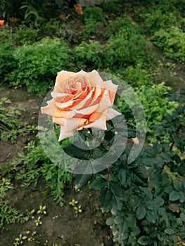 Rose flower with Orange petels