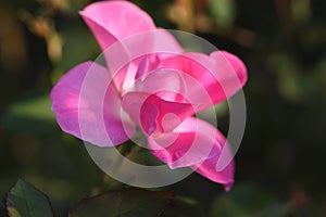 Rose flower outdoors