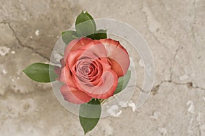Rose flower over grunge background
