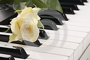 Rose flower over piano keyboard.