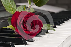 Rose flower over piano keyboard.