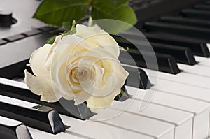 Rose flower over piano keyboard.