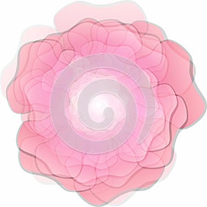 Rose flower over white background