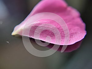 Rose Flower petal close-up