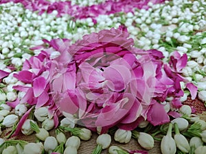 Rose flower, petals and jasmine closeup