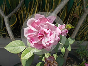 Rose Flower, pink white color closeups photo