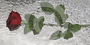 Rose flower in a pond of water, red rose in the rain, water and rose flower