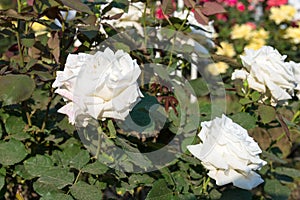 Rose Flower Pope John Paul II at Kyu-Furukawa Gardens in Tokyo, Japan