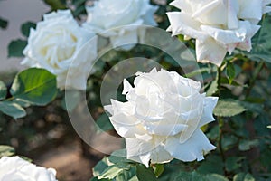 Rose Flower Pope John Paul II at Kyu-Furukawa Gardens in Tokyo, Japan