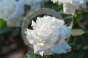 Rose Flower Pope John Paul II at Kyu-Furukawa Gardens in Tokyo, Japan