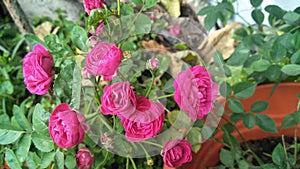 Rose flower in pot