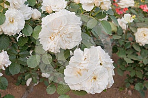 Rose Flower Princess of Wales at Kyu-Furukawa Gardens in Tokyo, Japan