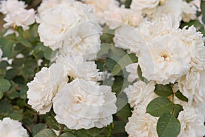 Rose Flower Princess of Wales at Kyu-Furukawa Gardens in Tokyo, Japan