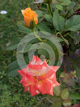 Rose flower photo