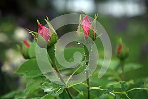 Rose flower during rain.