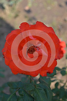 Rose flower in Rose garden Chandigarh India. Beauty in nature. Fresh healthy and fragrant flower.