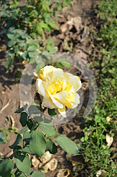 Rose flower in Rose garden Chandigarh India. Beauty in nature. Fresh healthy and fragrant flower.