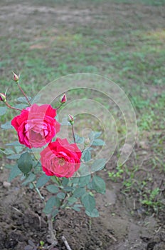 Rose flower in Rose garden Chandigarh India. Beauty in nature. Fresh healthy and fragrant flower.