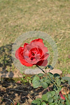 Rose flower in Rose garden Chandigarh India. Beauty in nature. Fresh healthy and fragrant flower.