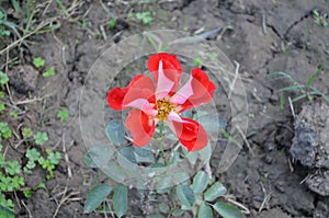 Rose flower in Rose garden Chandigarh India. Beauty in nature. Fresh healthy and fragrant flower.