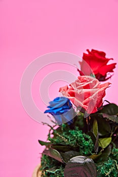 Rose flower in a round box on a pink backdround